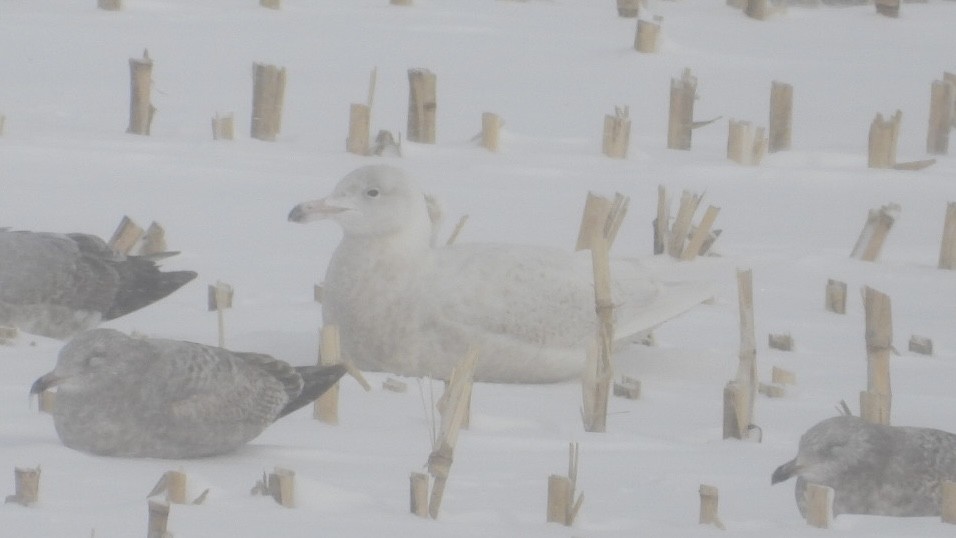 Glaucous Gull - ML647995085