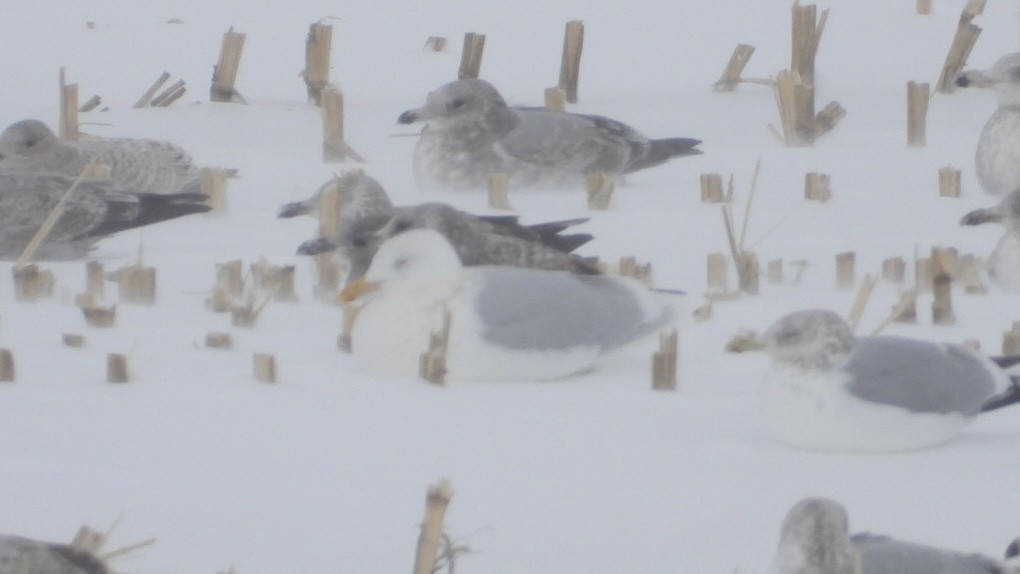 Glaucous Gull - ML647995086