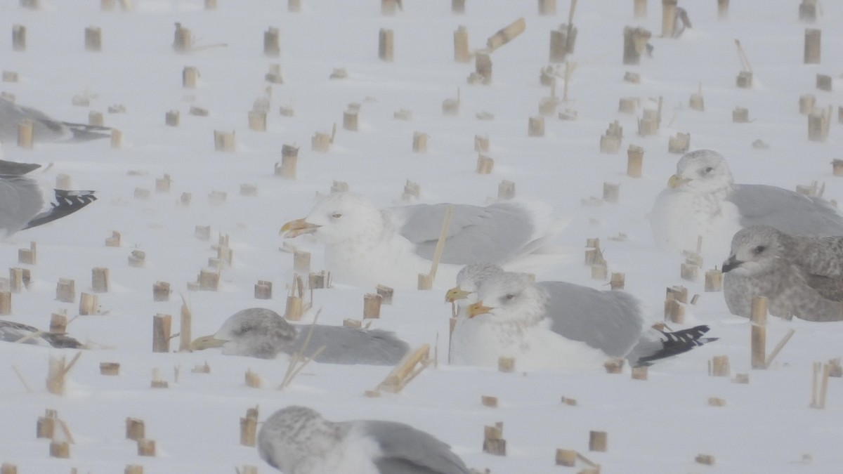 Glaucous Gull - ML647995087