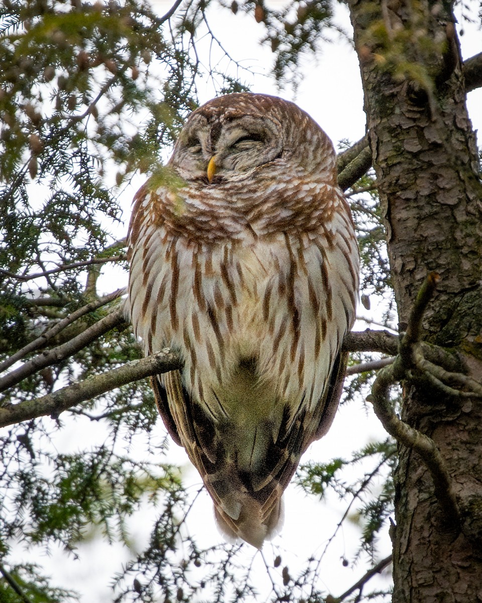 Chouette rayée - ML647995661