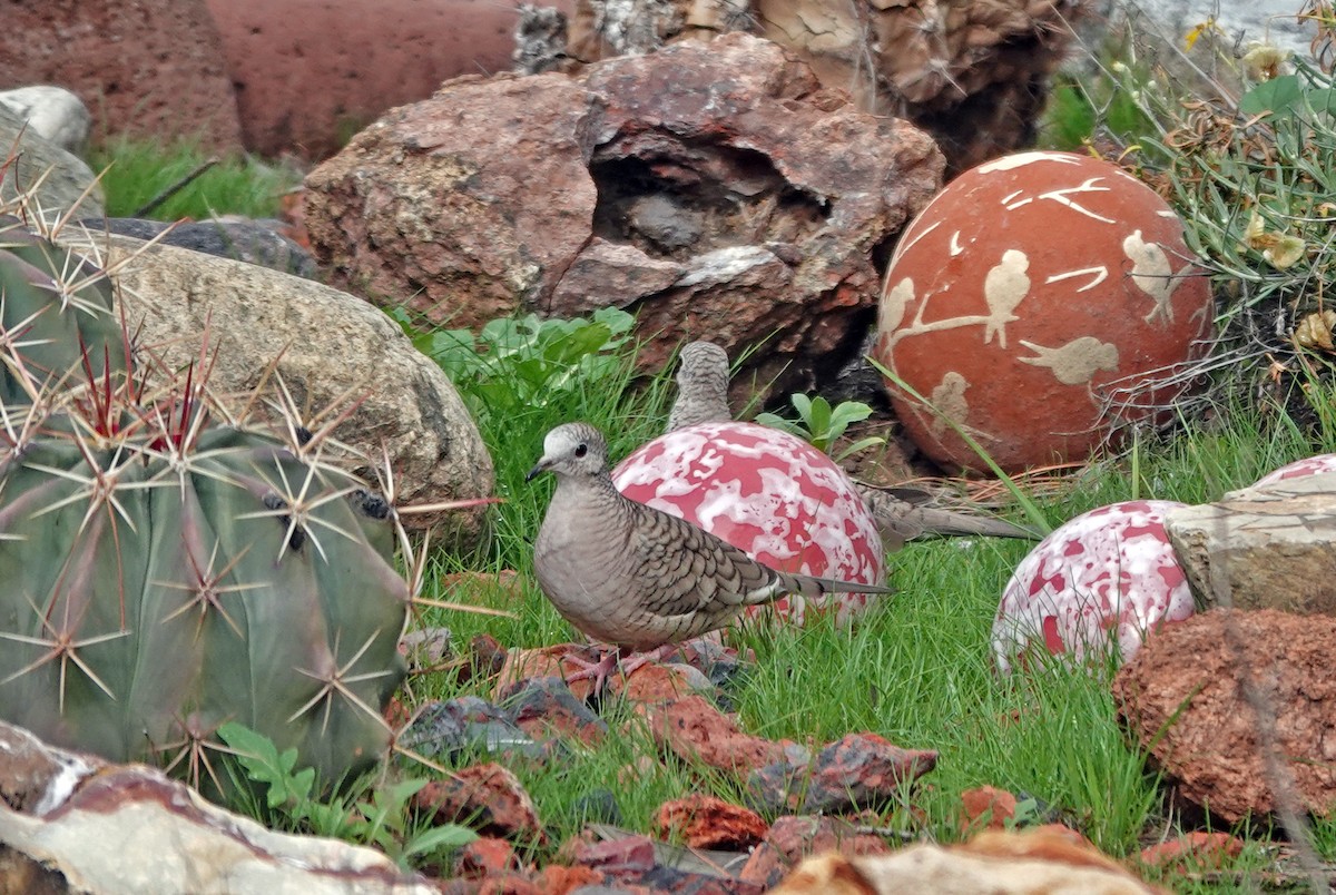 Горличка-інка мексиканська - ML647995715