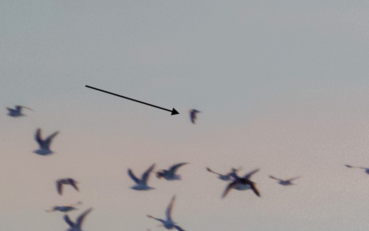 Мартин канадський - ML647995964