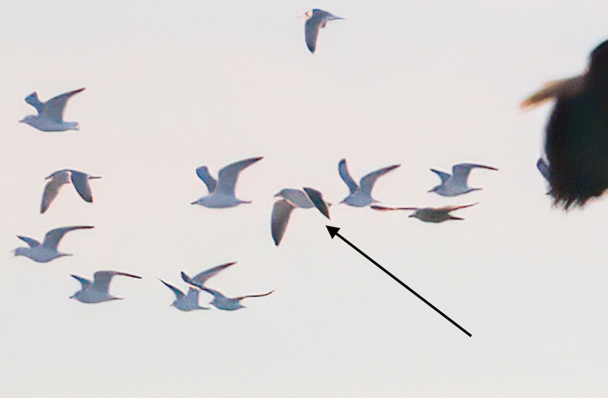 Мартин чорнокрилий - ML647995995