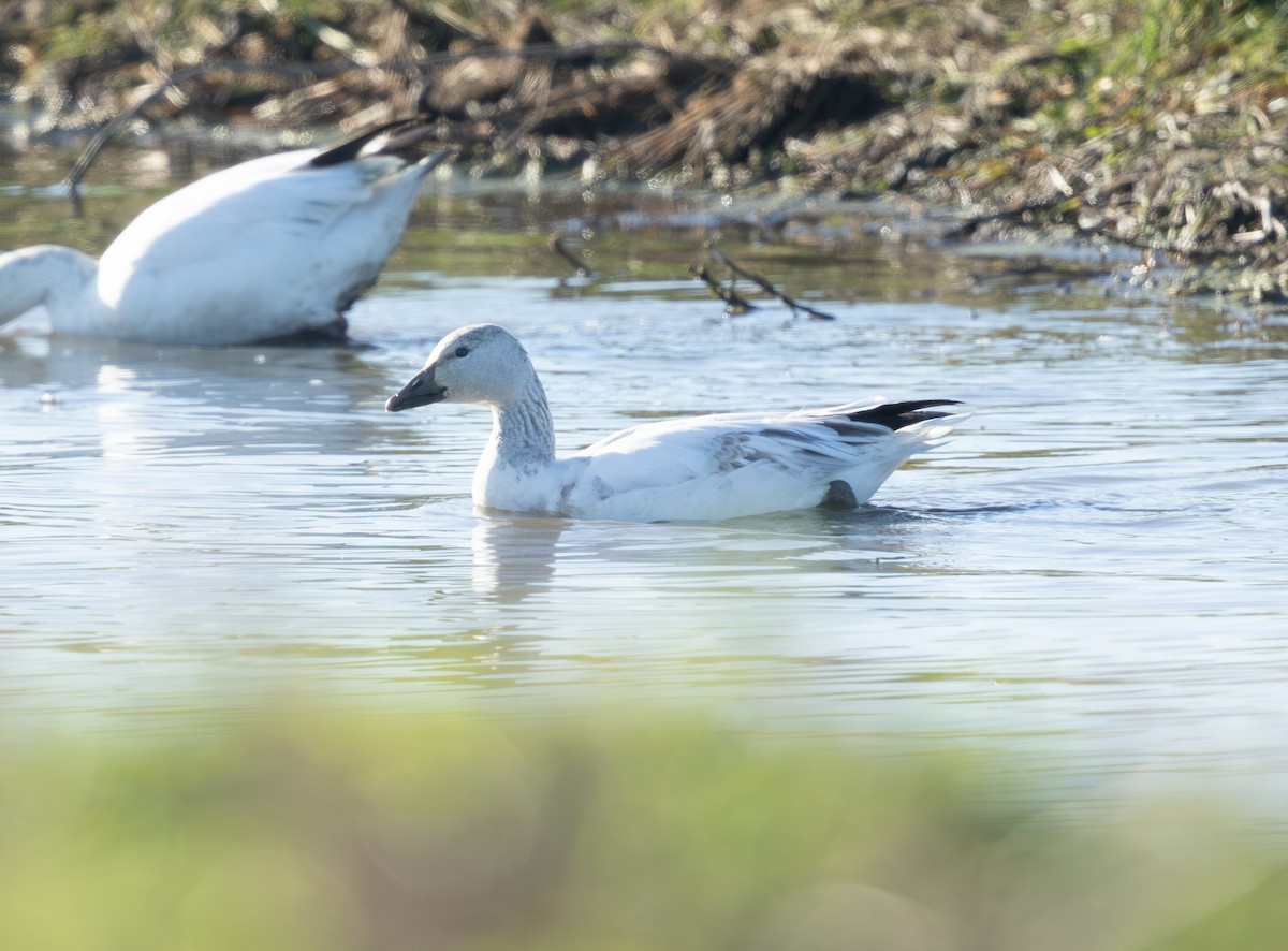 Snow Goose - ML647995996