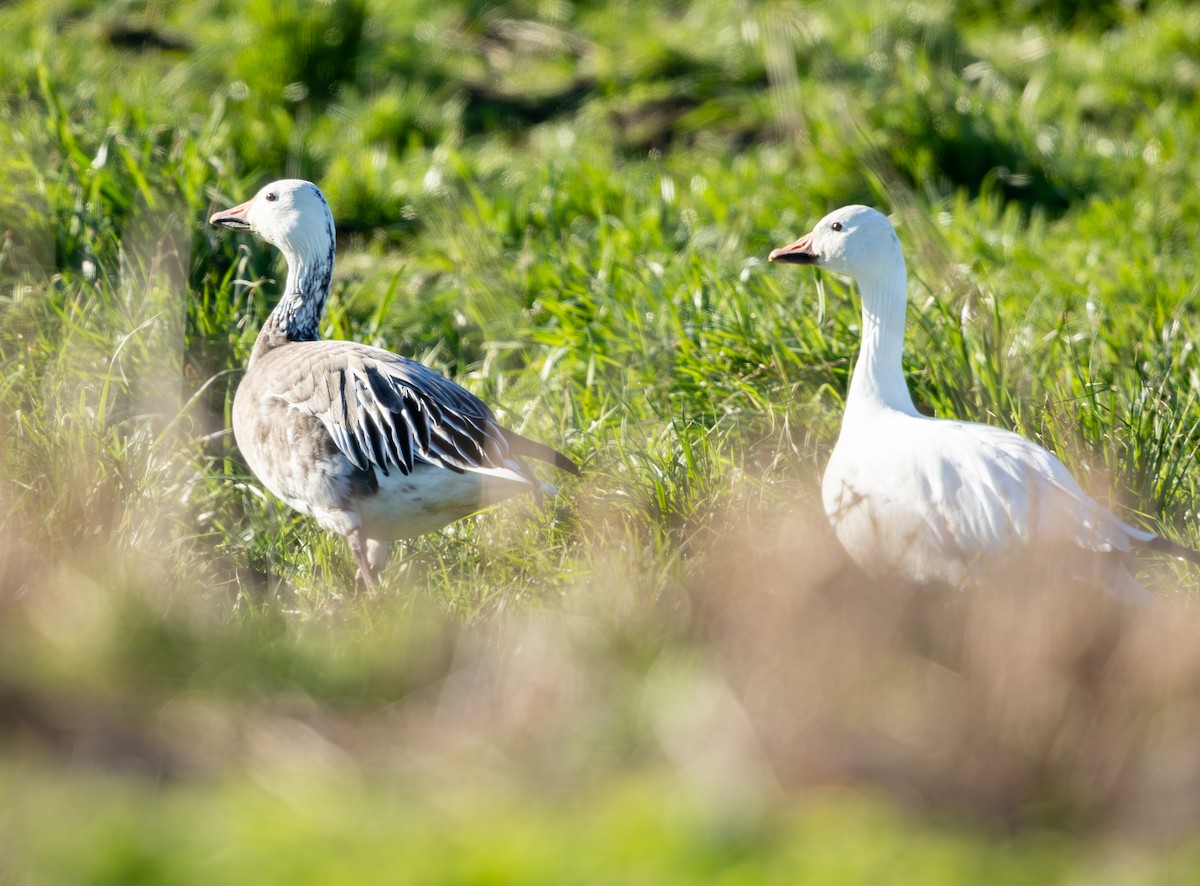 Snow Goose - ML647995998