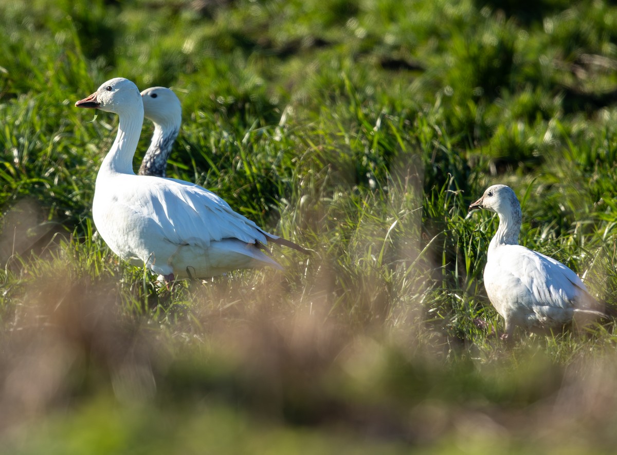 Snow Goose - ML647995999