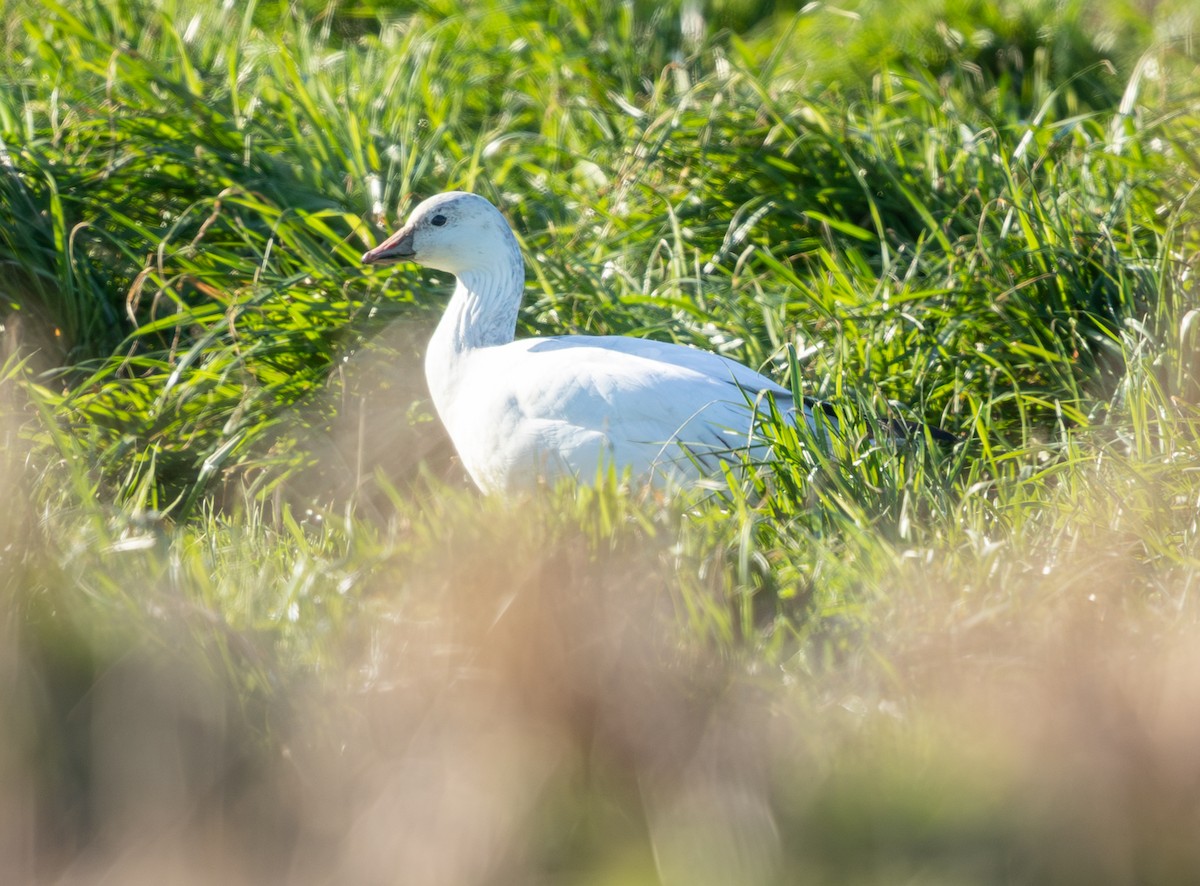 Snow Goose - ML647996000