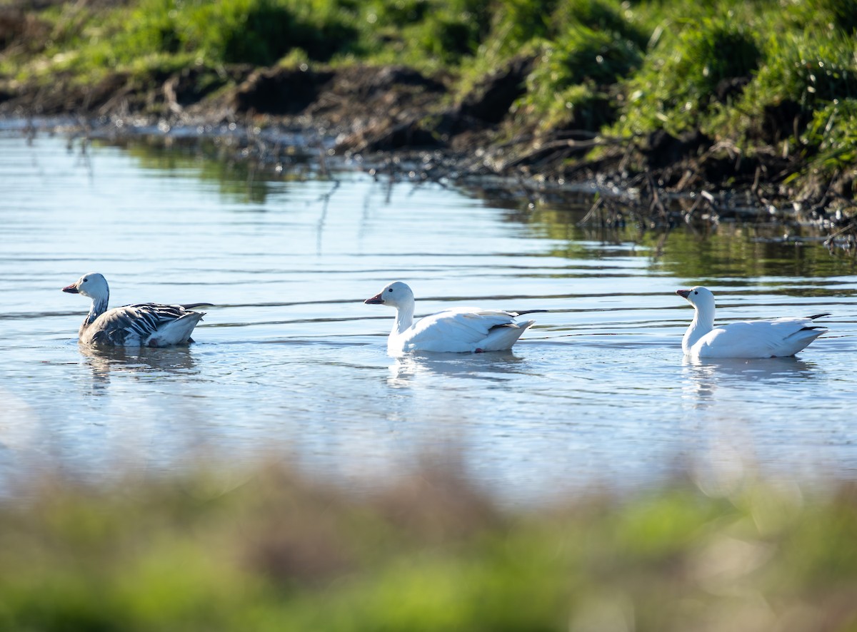 Snow Goose - ML647996001