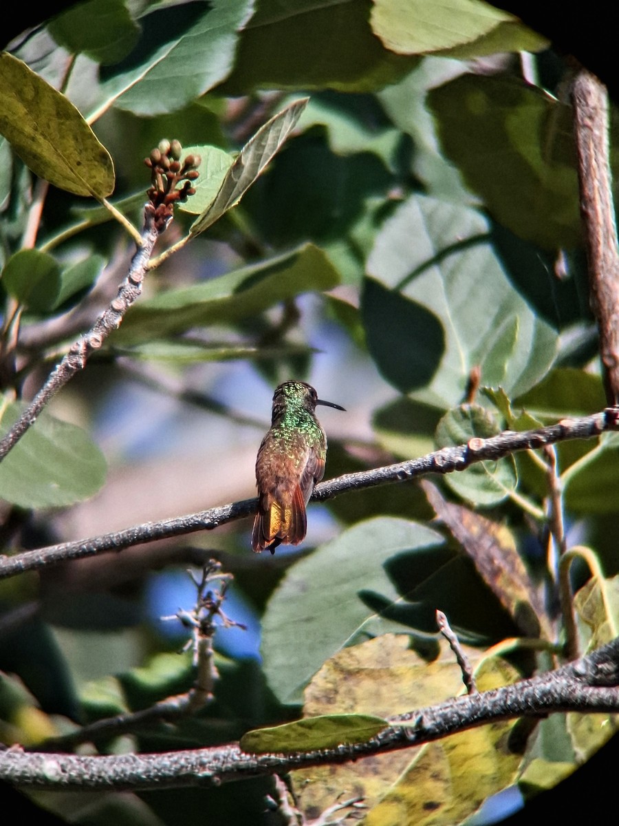 beryllkolibri - ML647996060