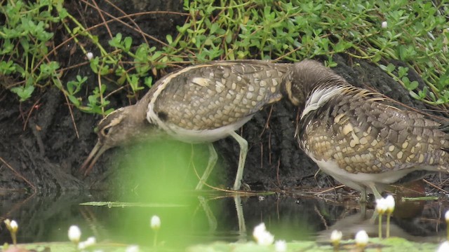 Australian Painted-Snipe - ML647996085