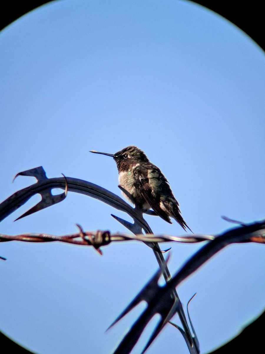 rubinstrupekolibri - ML647996096