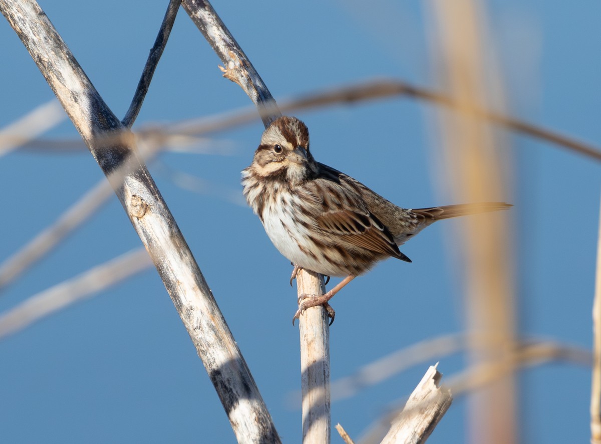 Song Sparrow - ML647996385