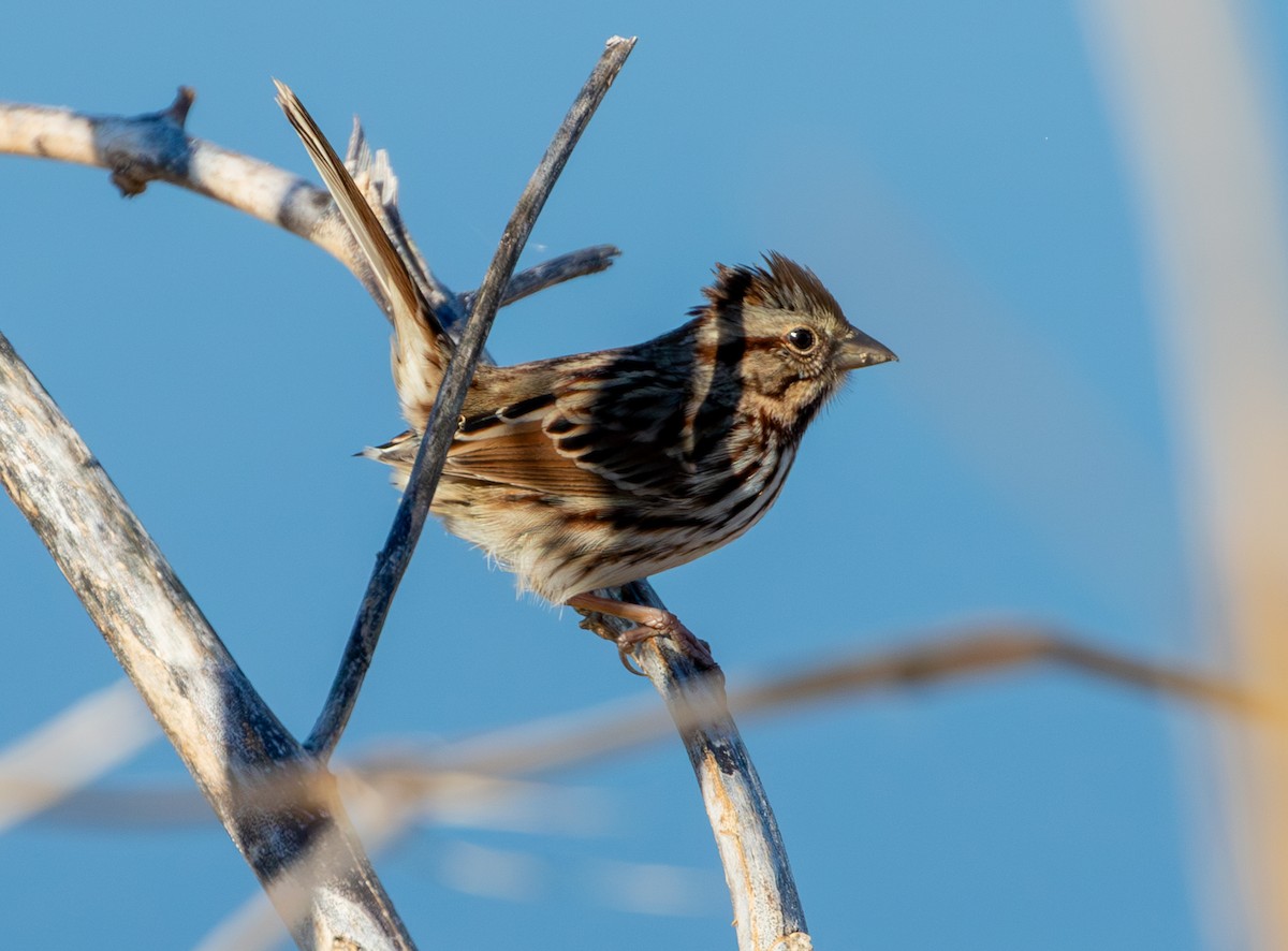 Song Sparrow - ML647996386