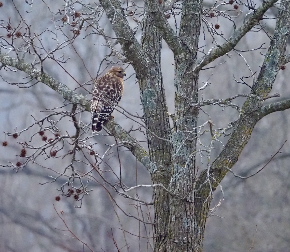 rødvingevåk - ML647996441