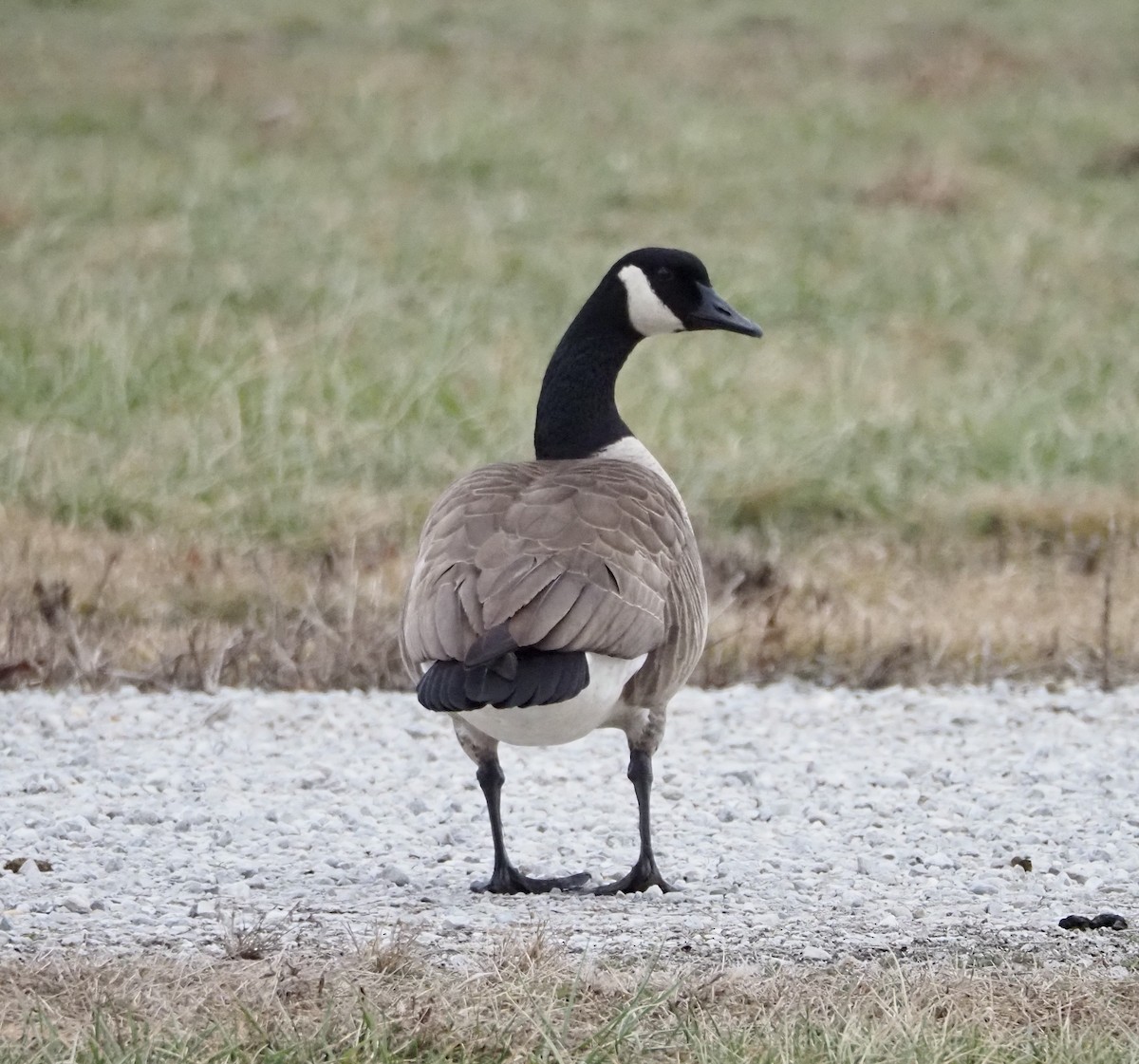 kanadagås - ML647996505