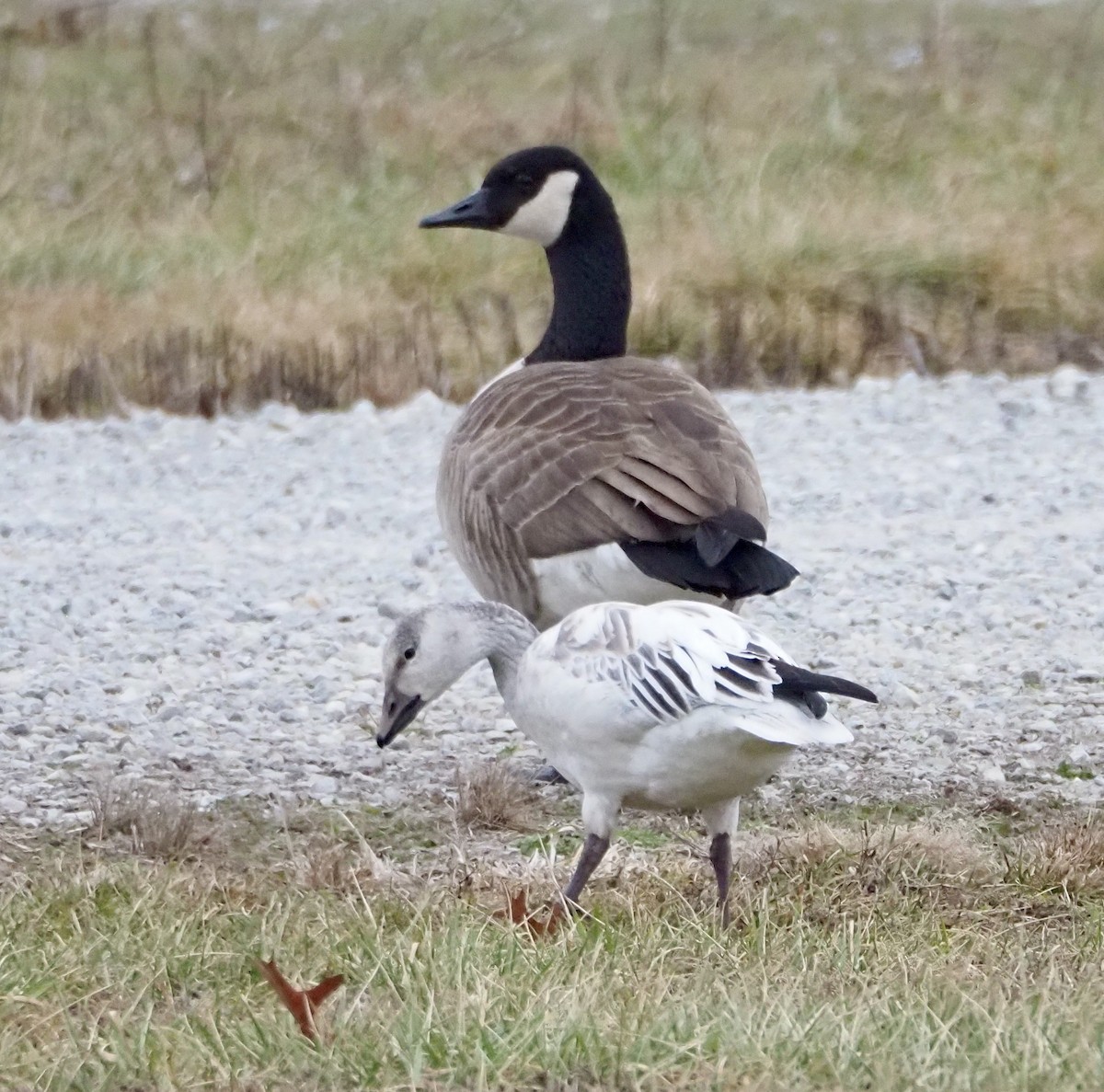 snøgås - ML647996553