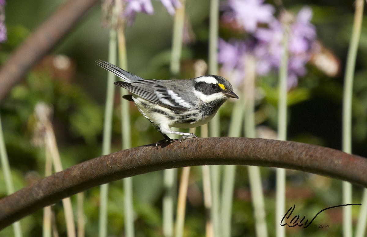 Пісняр-лісовик біловусий - ML647996692