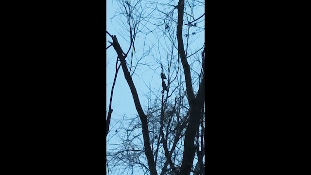 Great Horned Owl - ML647996762