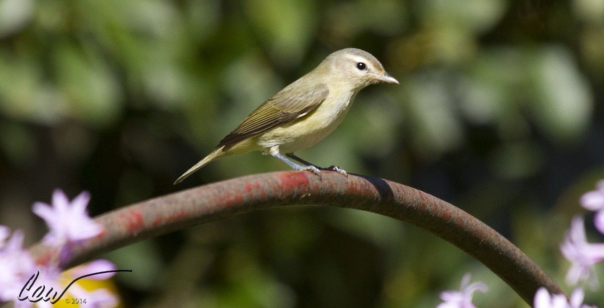 Western Warbling Vireo - ML647996785