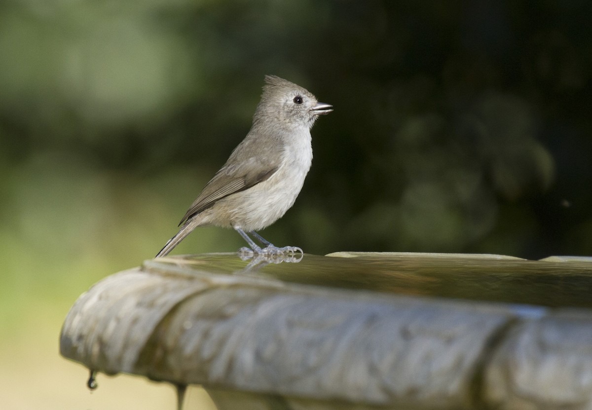 Синиця каліфорнійська - ML647996800