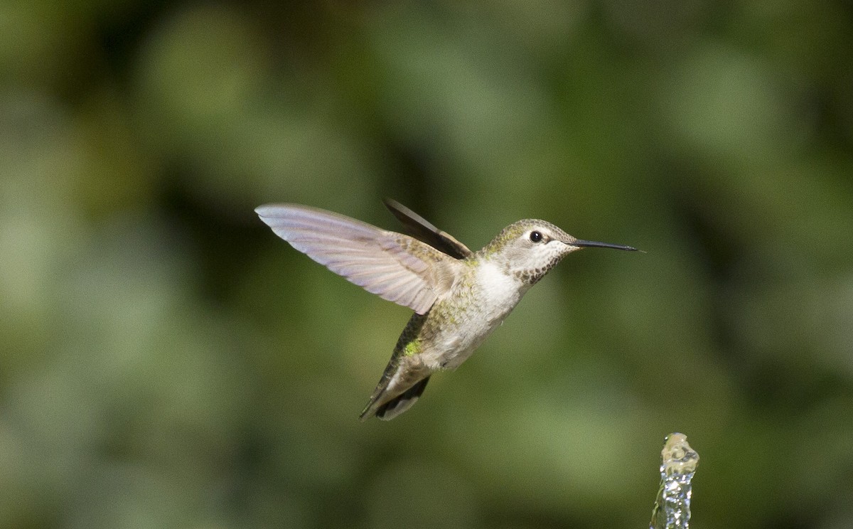 Каліпта рубіновоголова - ML647996850