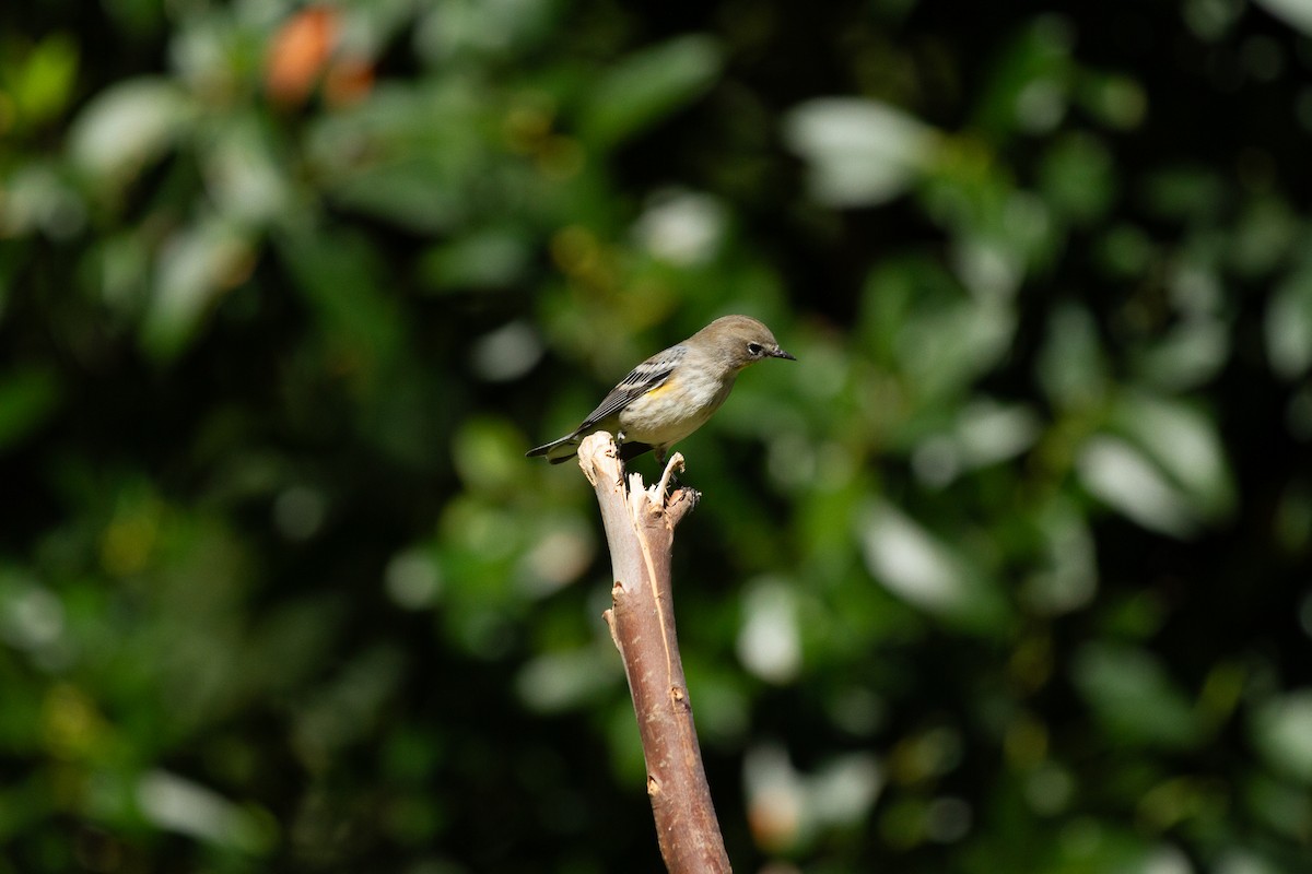 Пісняр-лісовик жовтогузий (підвид coronata) - ML647997262