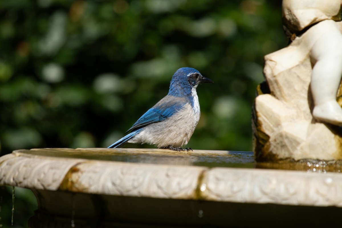 Сойка каліфорнійська - ML647997285