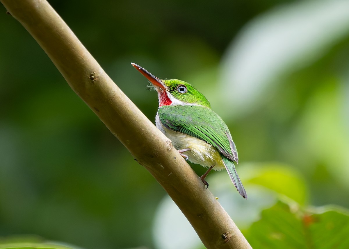 todi portorický - ML647997308