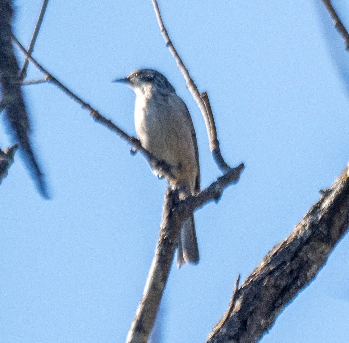 Striped Honeyeater - ML647997699