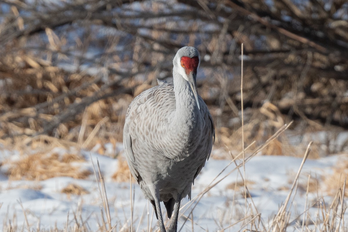 eBird Checklist - 1 Jan 2026 - Dexter Drumlin (TTOR) - 4 species