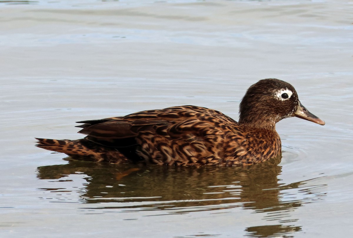 Laysan Duck - Joelle Buffa