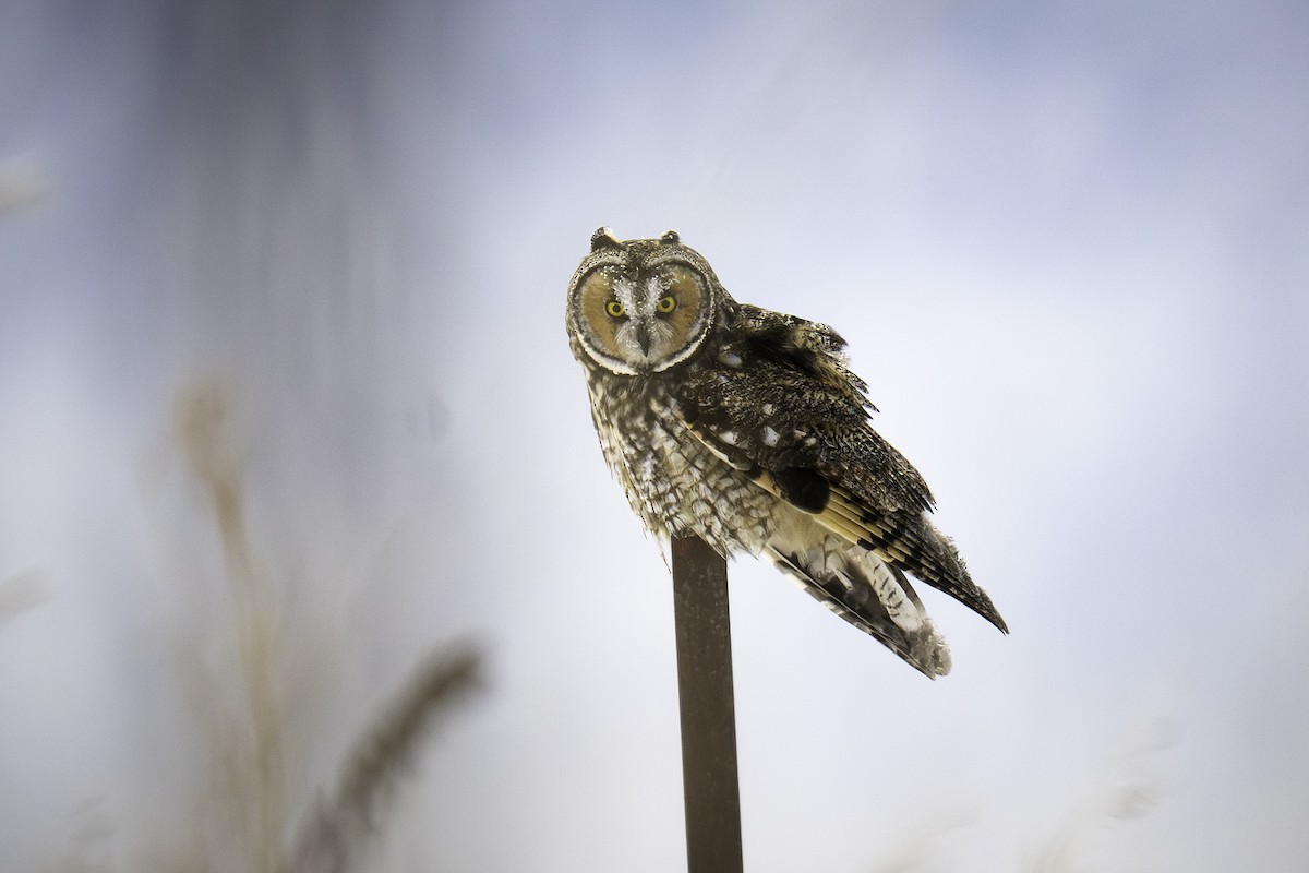 Long-eared Owl - ML648000084