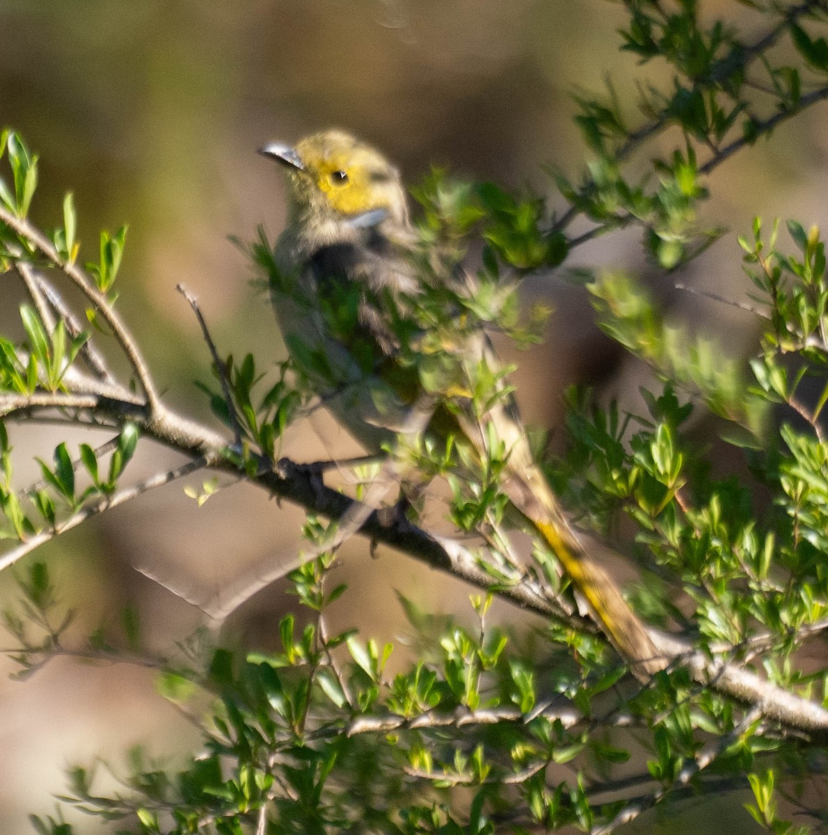 White-plumed Honeyeater - ML648000165