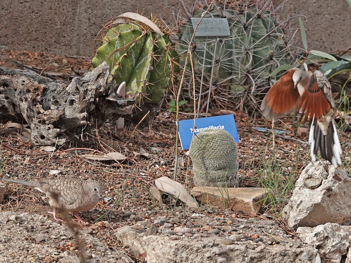 Горличка-інка мексиканська - ML648000549