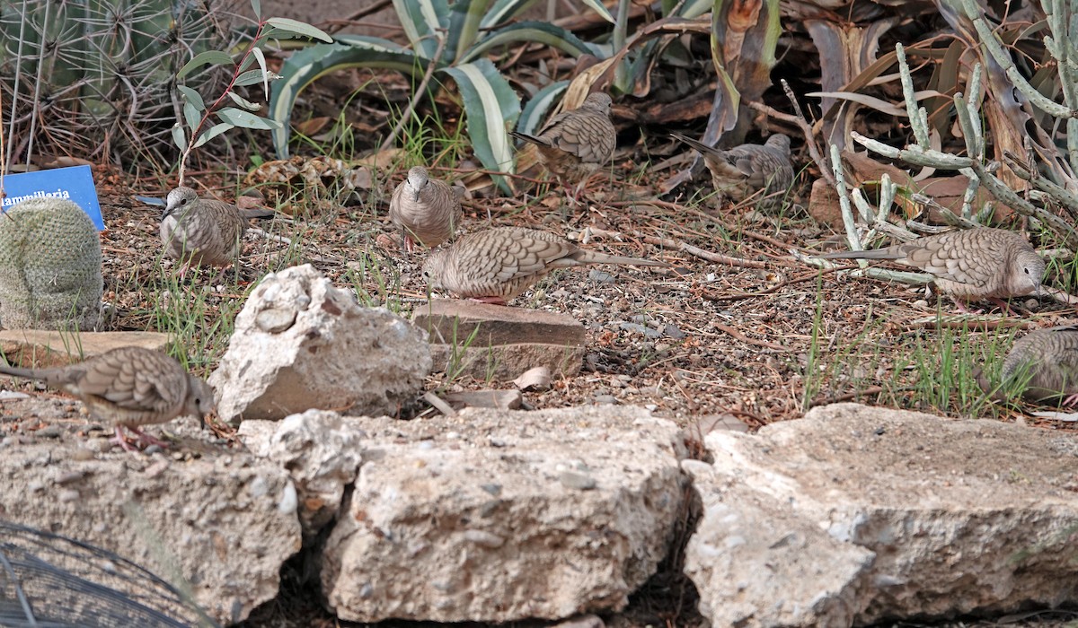 Горличка-інка мексиканська - ML648000571