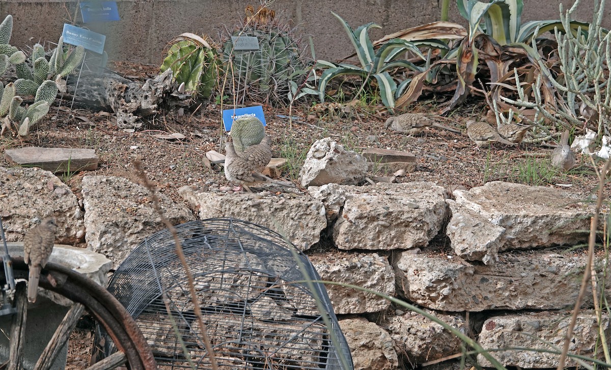 Горличка-інка мексиканська - ML648000572