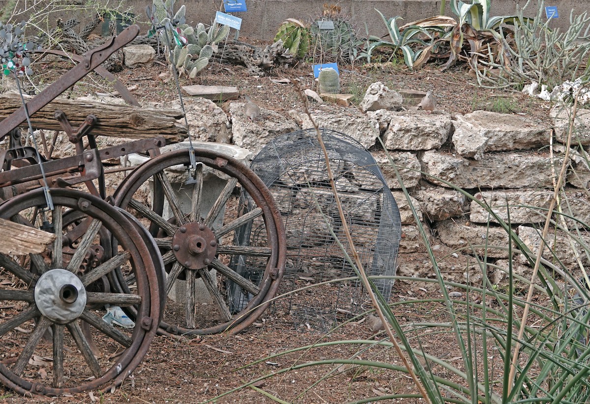 Горличка-інка мексиканська - ML648000593