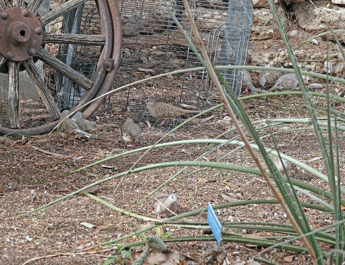 Горличка-інка мексиканська - ML648000611