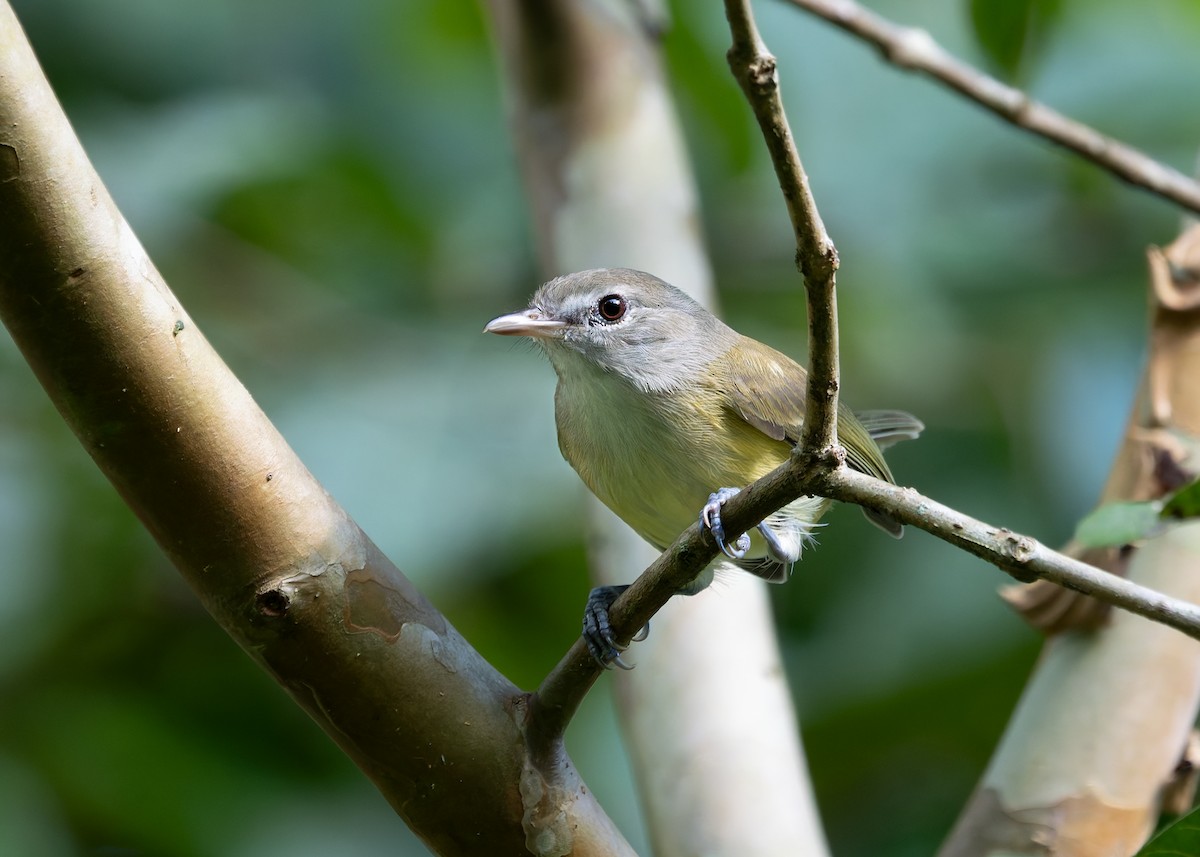 Puerto Rican Vireo - ML648001785