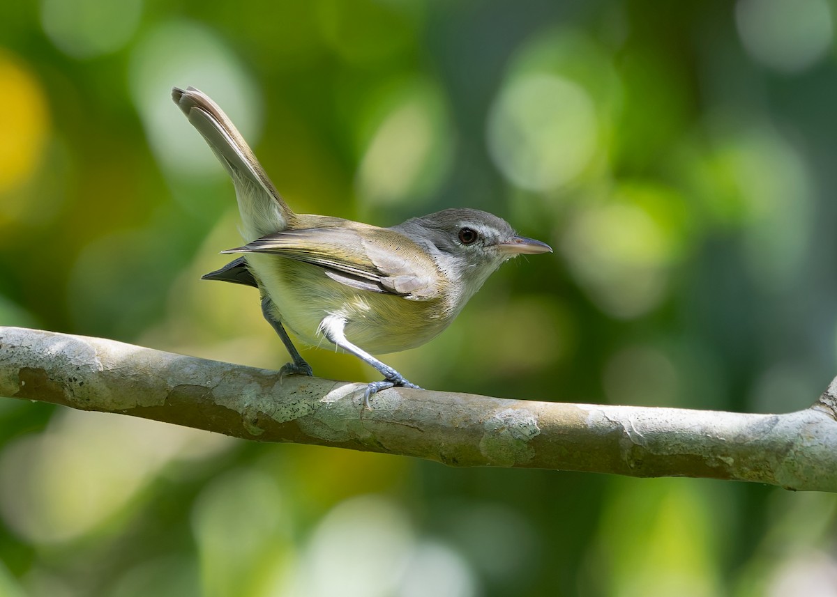 Puerto Rican Vireo - ML648001786