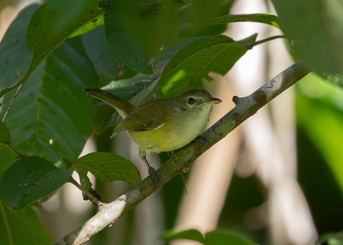 Puerto Rican Vireo - ML648001787