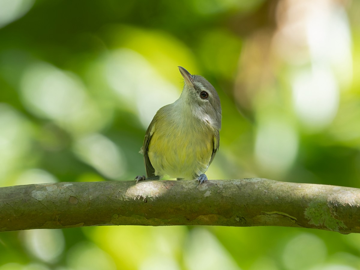 Puerto Rican Vireo - ML648001986