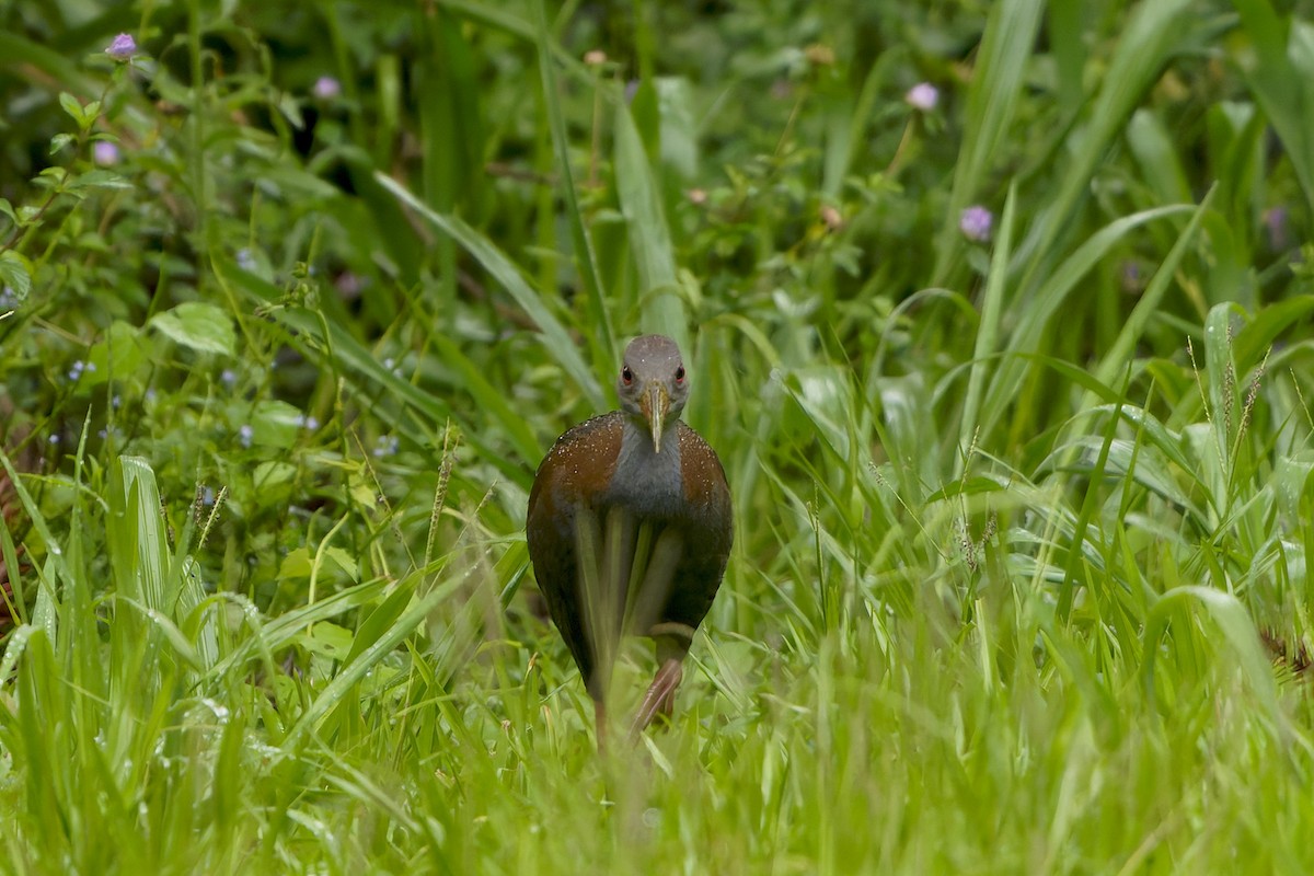 Slaty-breasted Wood-Rail - ML648002837