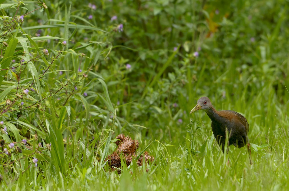Slaty-breasted Wood-Rail - ML648002850