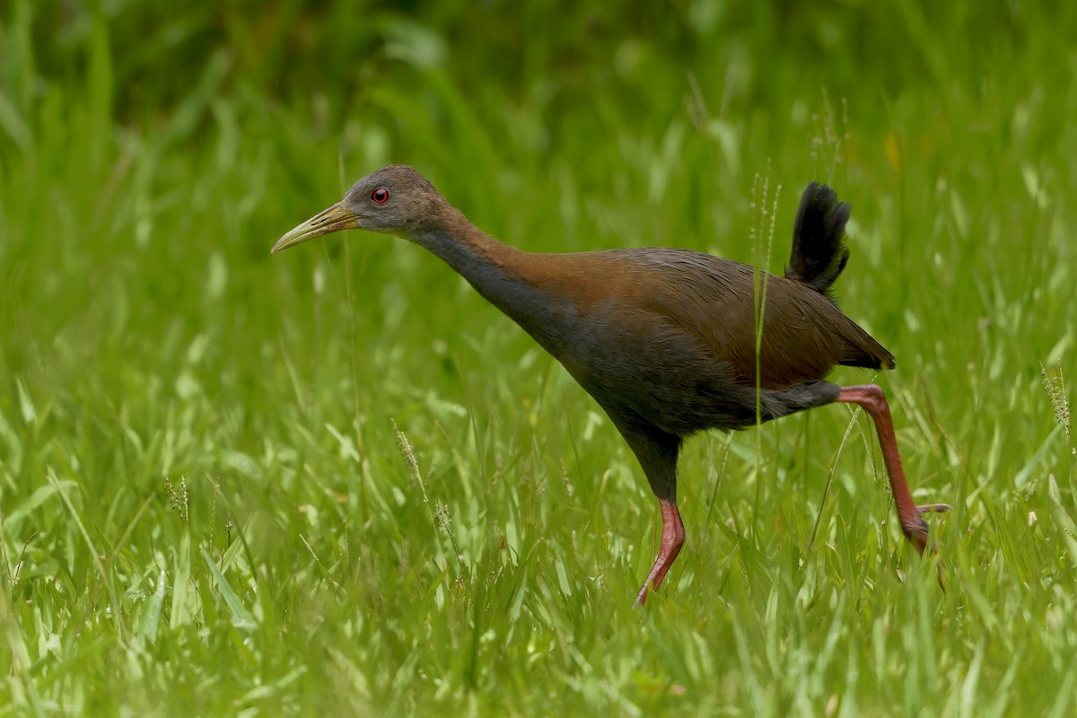 Slaty-breasted Wood-Rail - ML648002857