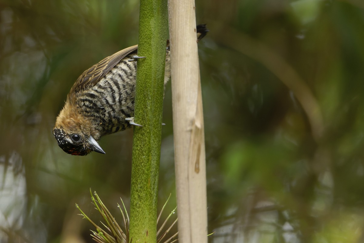 Ochre-collared Piculet - Martjan Lammertink
