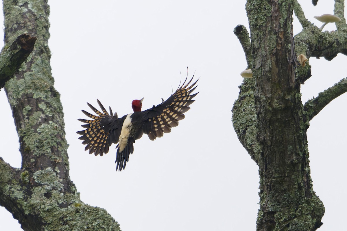 Robust Woodpecker - ML648002896
