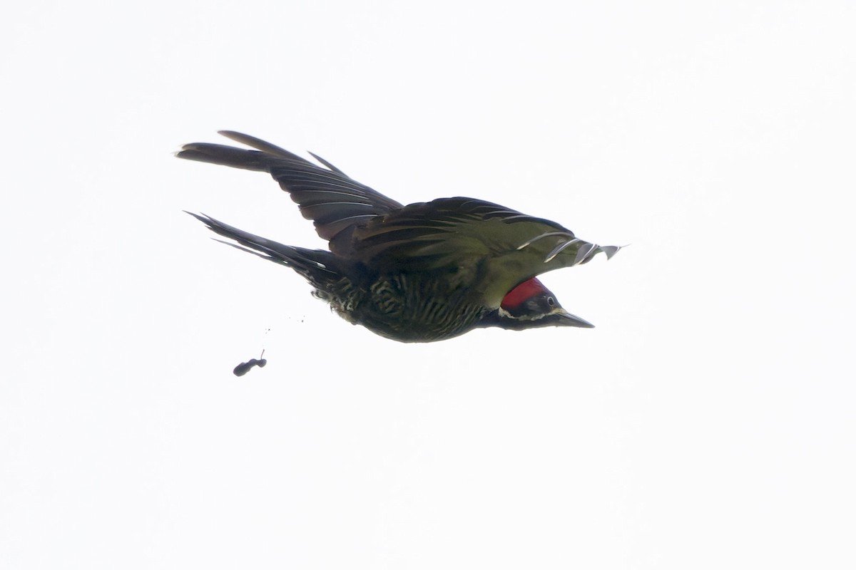 Lineated Woodpecker - Martjan Lammertink