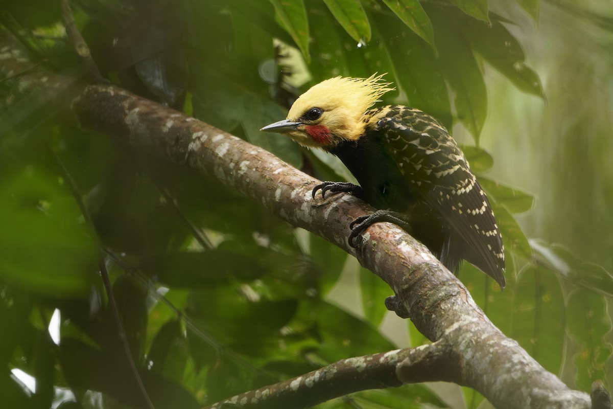Blond-crested Woodpecker - ML648002921