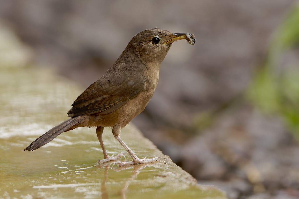 Southern House Wren - ML648002981